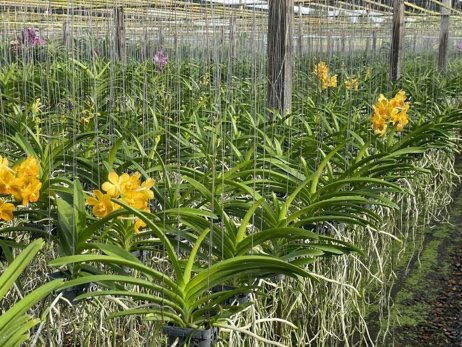 26. Bronze Butterfly x Thai Spot Swn-529 Stem.jpeg