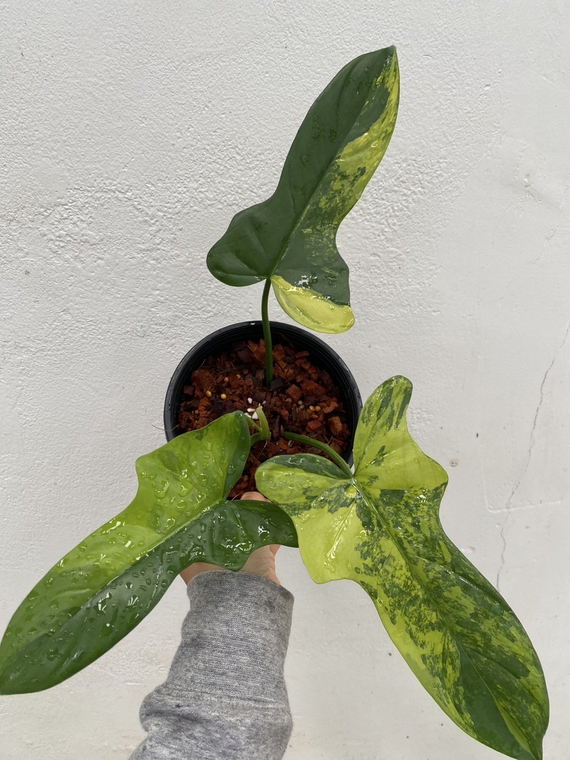 9 Bipennifolium c.jpg