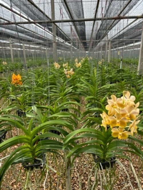 27. Bronze Butterfly x Thai Spot Sk-102 Stem.jpeg