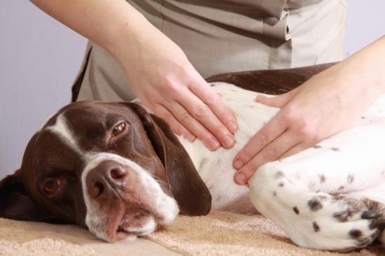 Canine-Massage-IN-3-EASY-STEPS_3-1-550x366.jpg