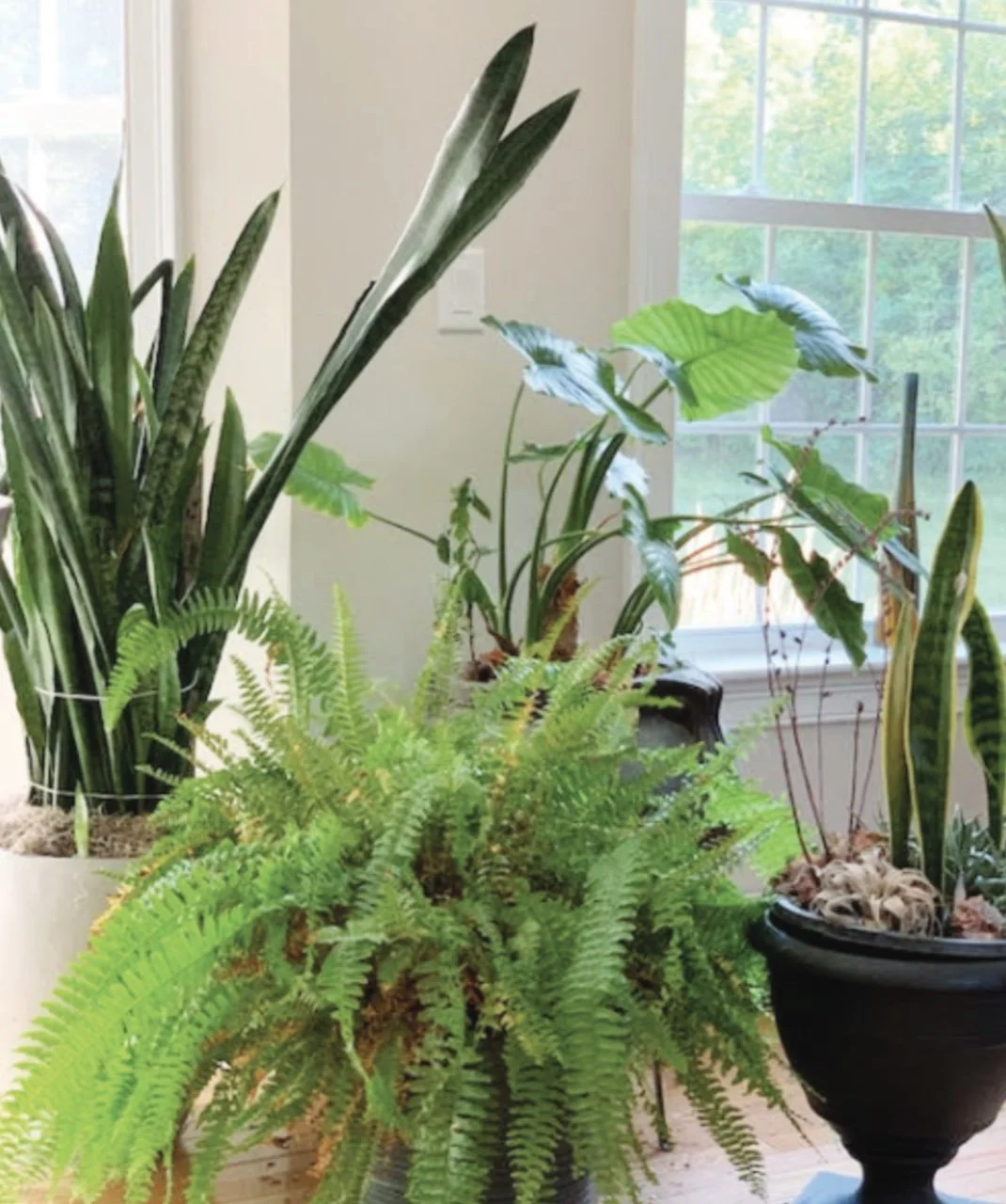 House plants always brighten a space. Photo by Annie Kiladjian