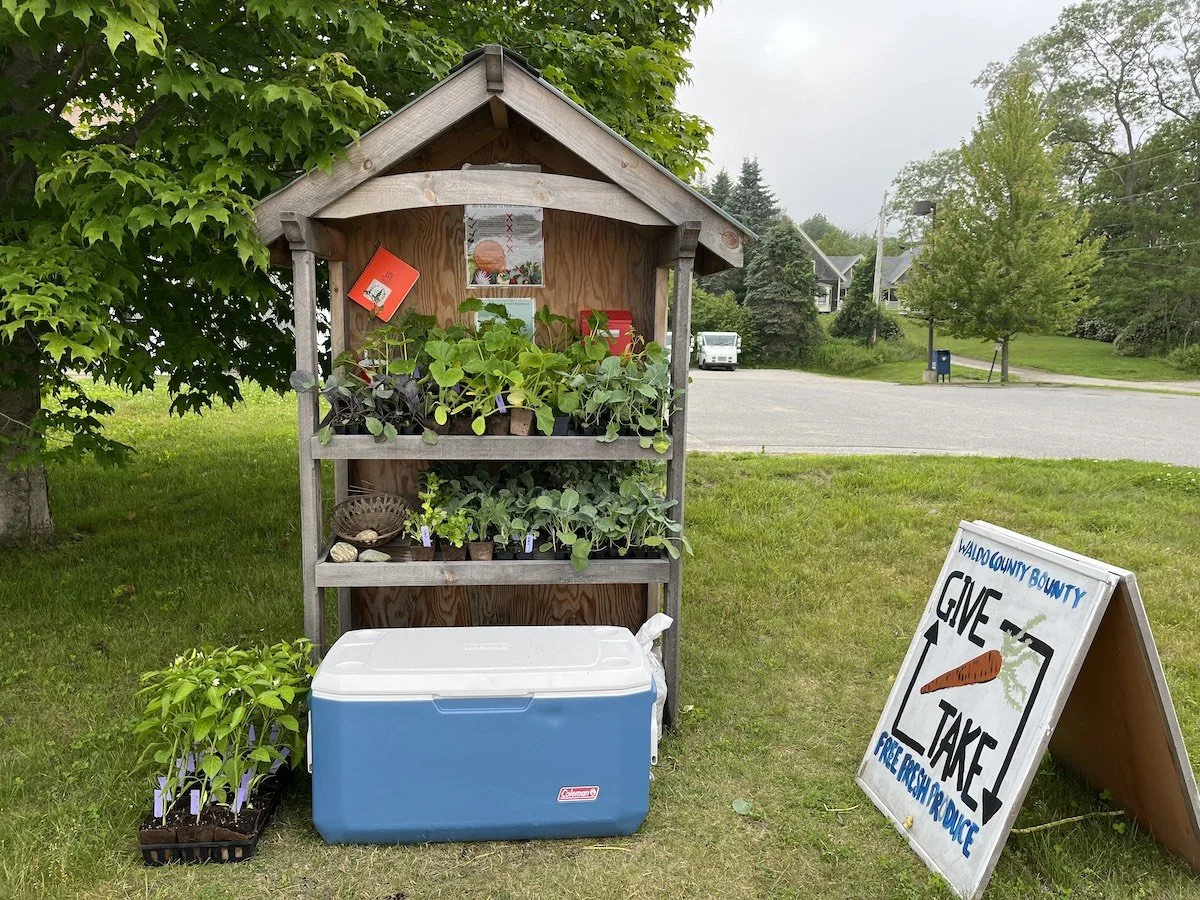 Lincolnville G&T site with seedlings