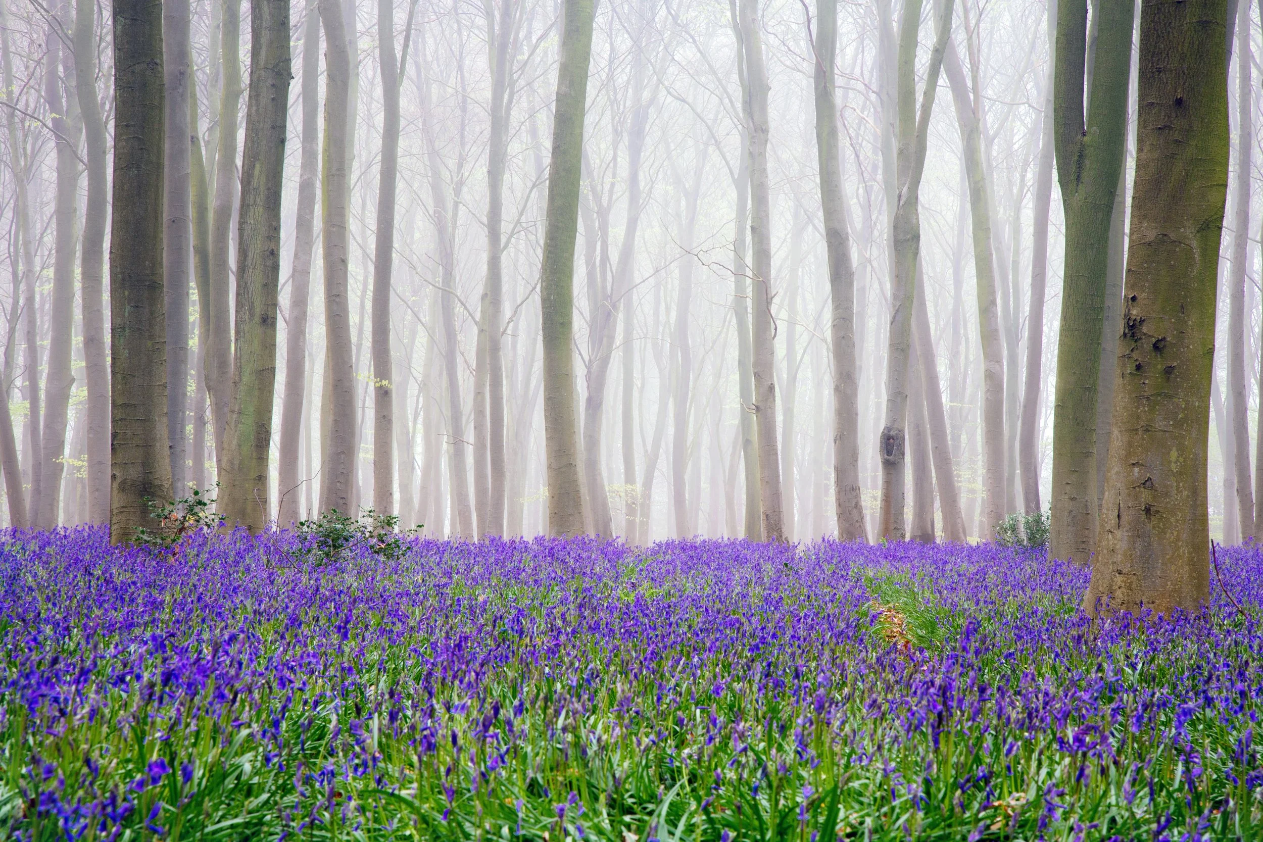 05 Bluebells in the Mist.jpg