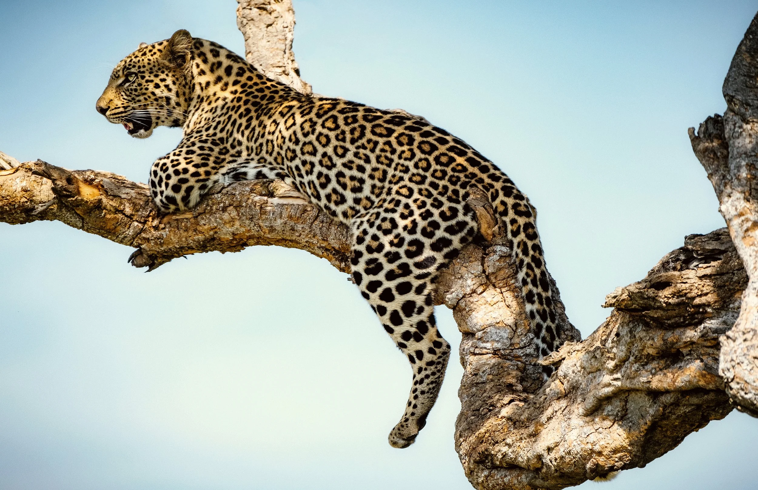 In My Tree.jpg