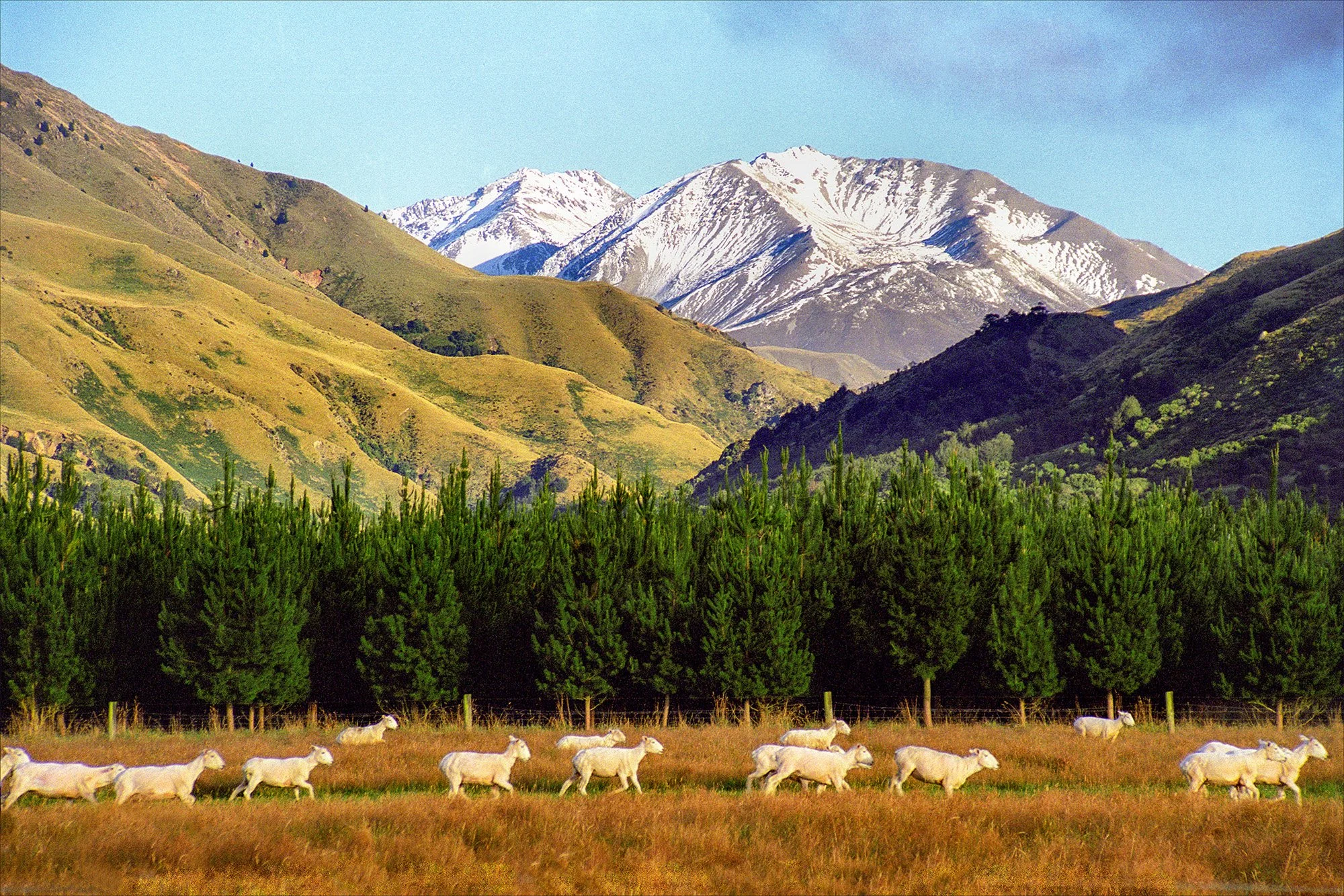 Sheep and the Southern Alps, New Zealand