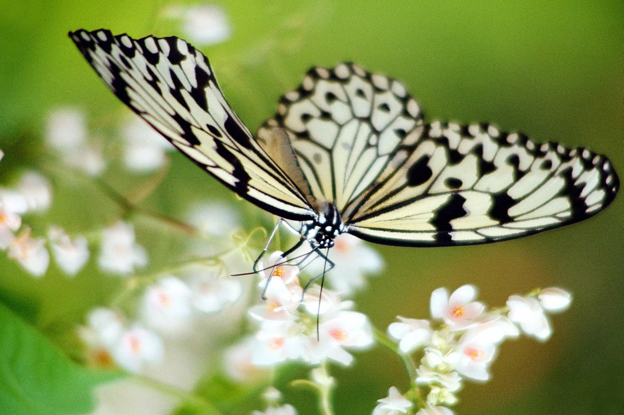 Butterfly, Penang