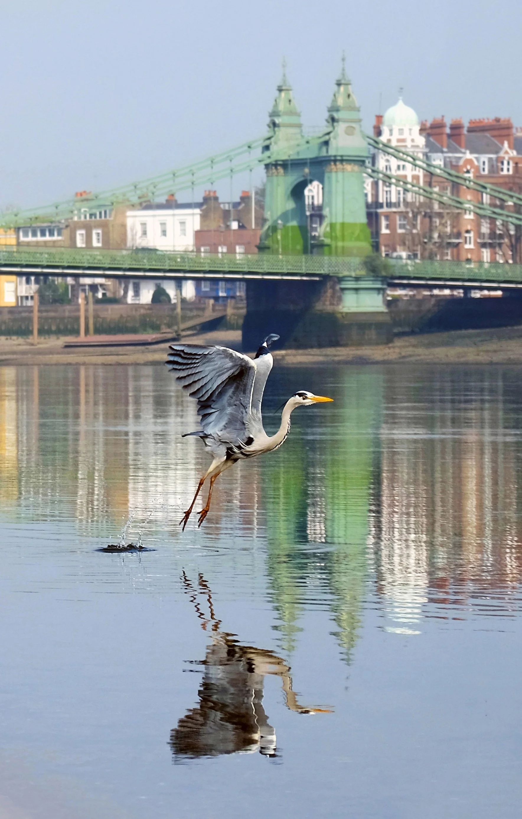 Hammersmith Bridge Heron
