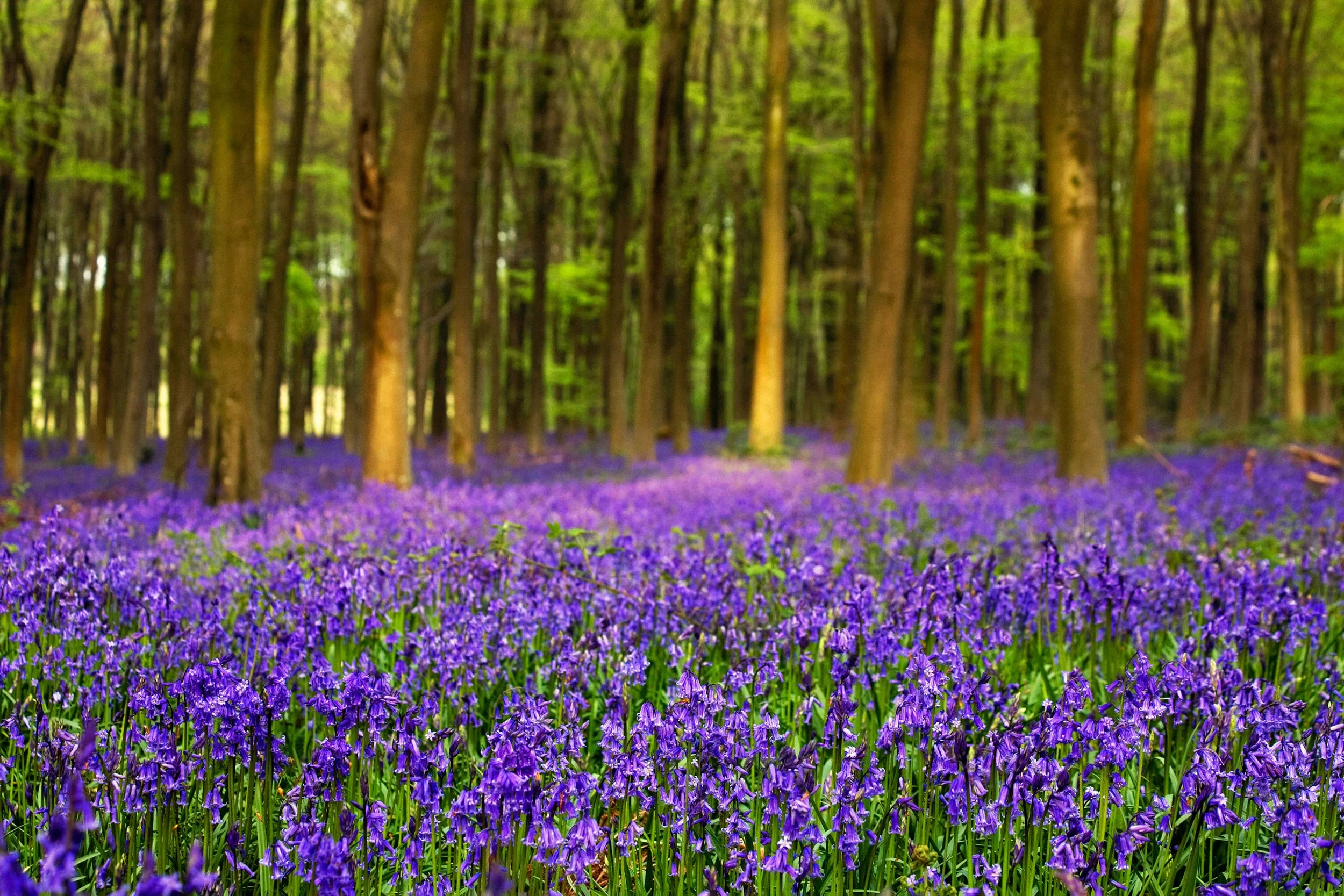 Bluebell Wood