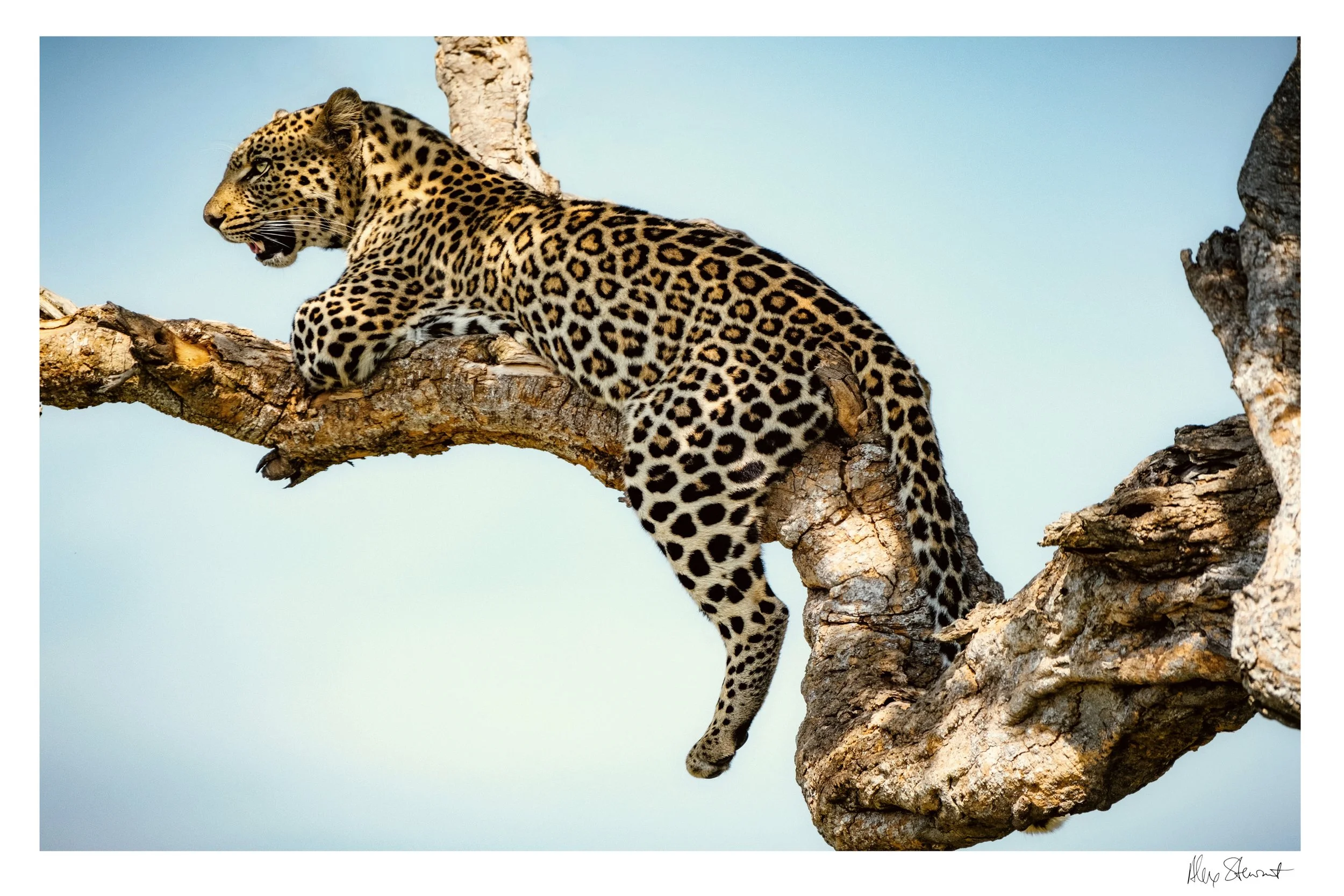 Wildlife