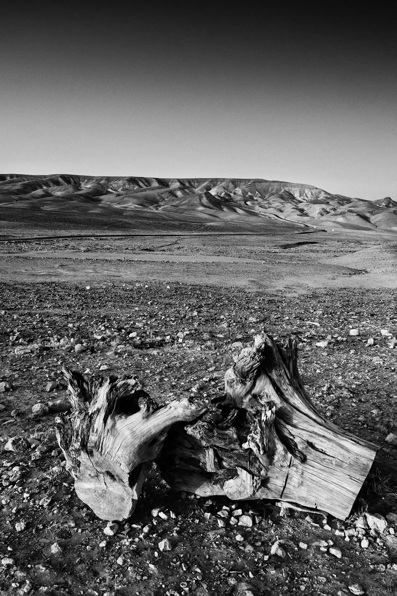 Dead Wood, Negev Desert
