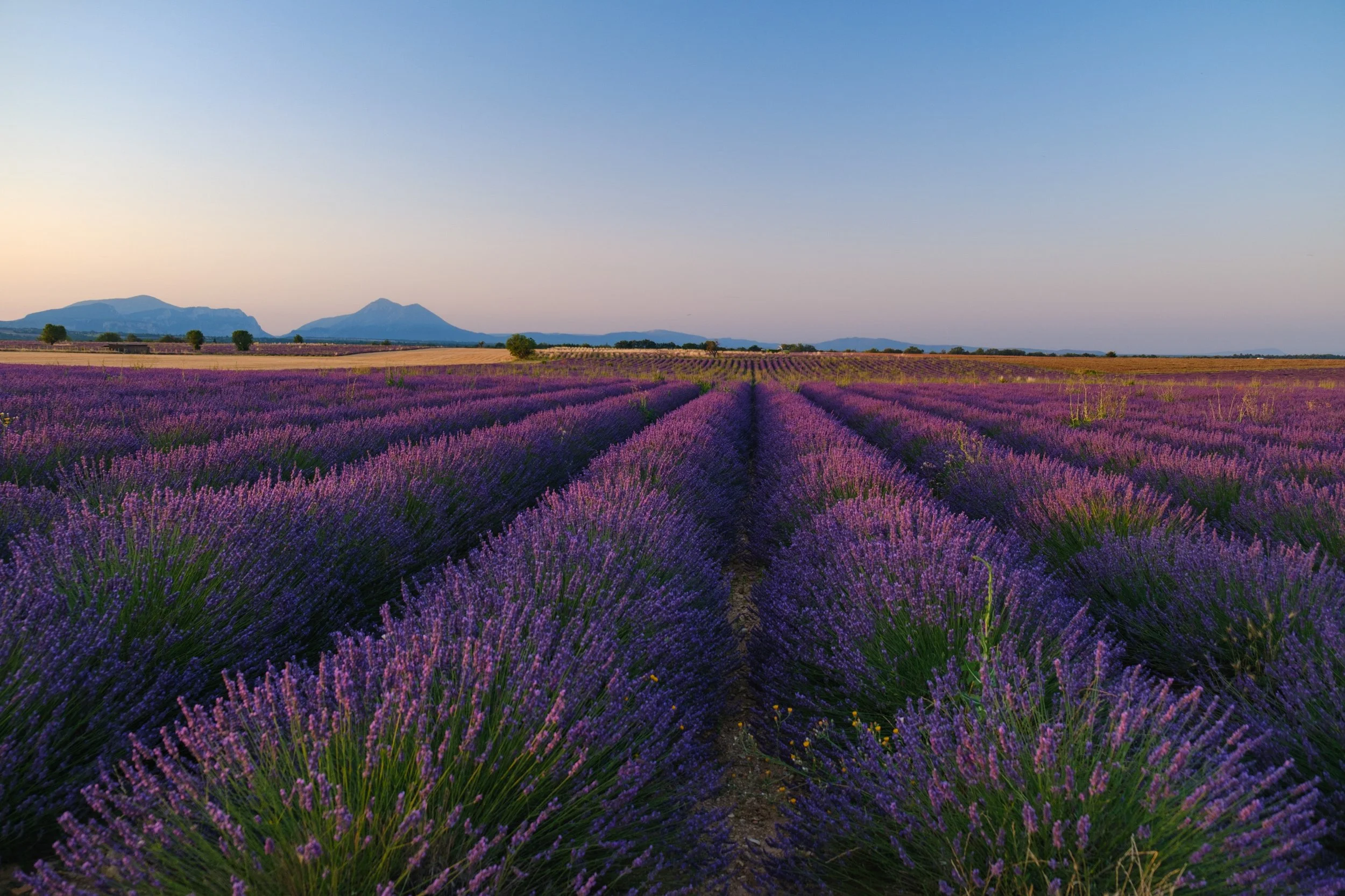 Lavender Fields, Provence
