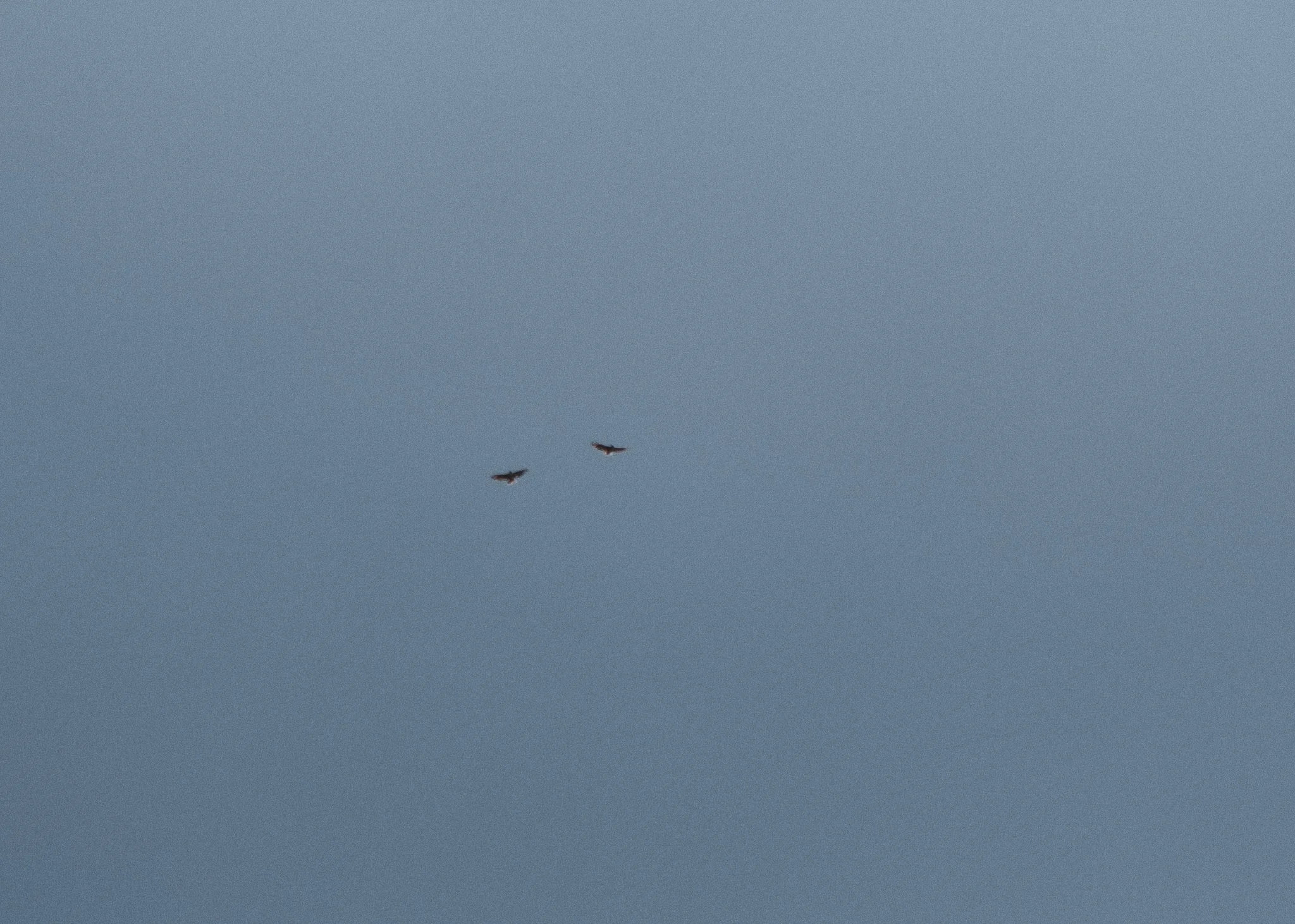 IMG_4720.jpg