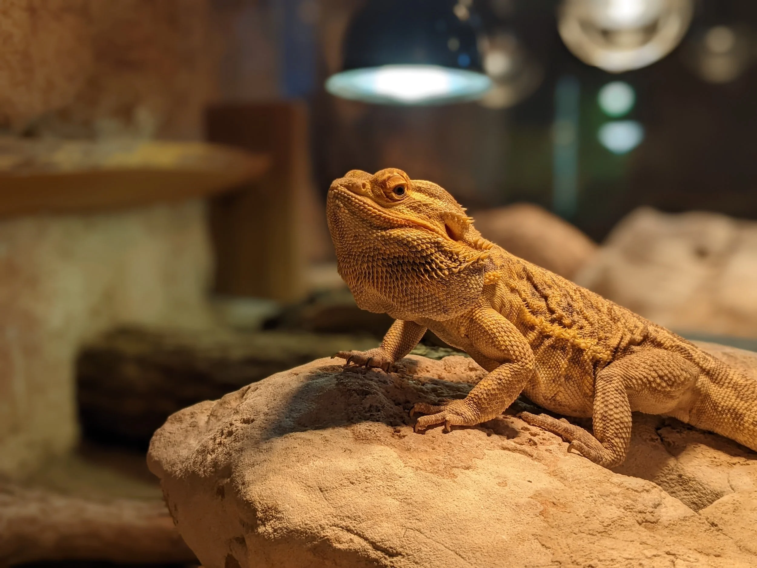 The Secrets To Growing A Giant Bearded Dragon (Safely!) - i8fty4n