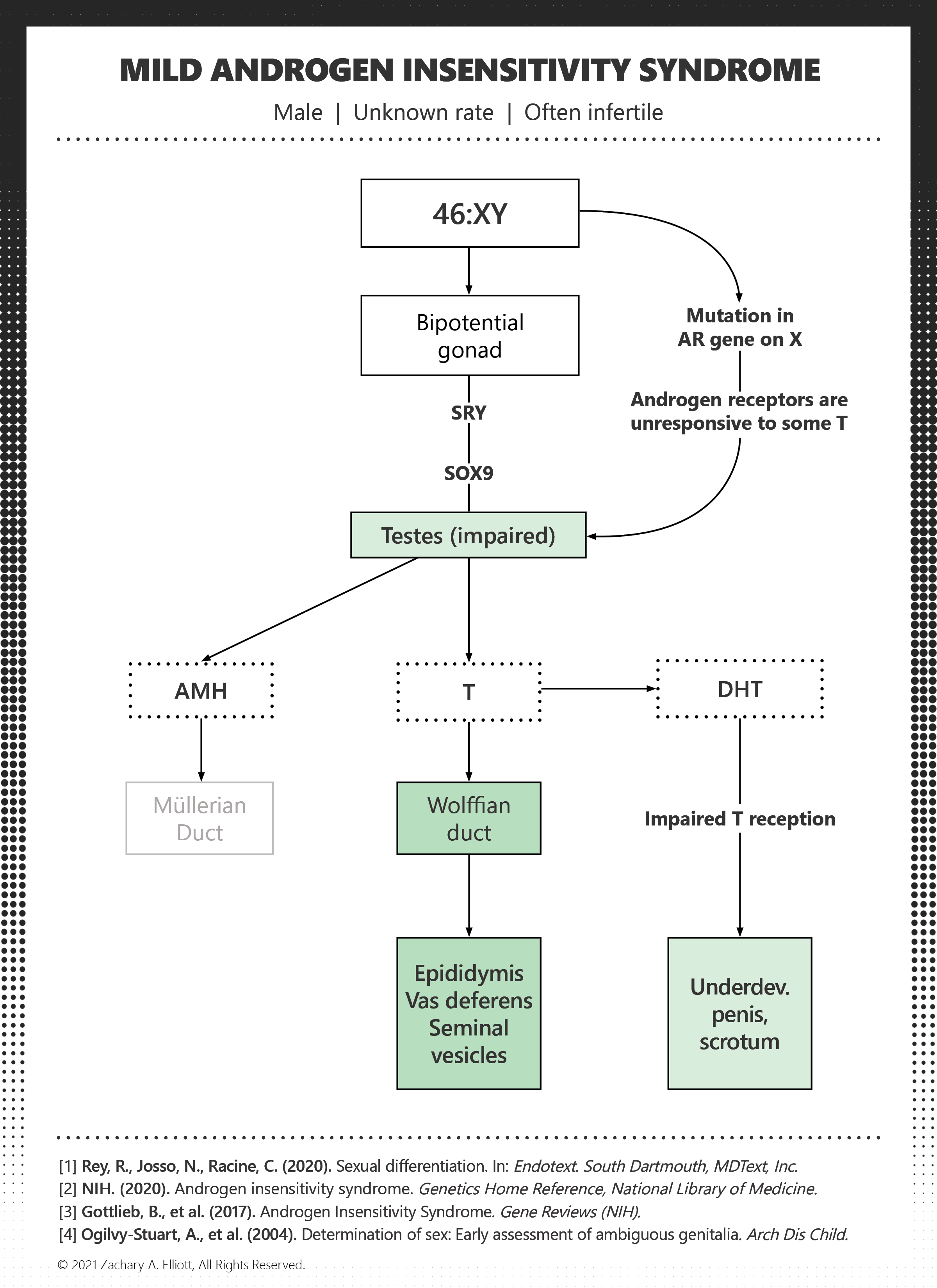 Androgen Insensitivity Syndrome Diagram