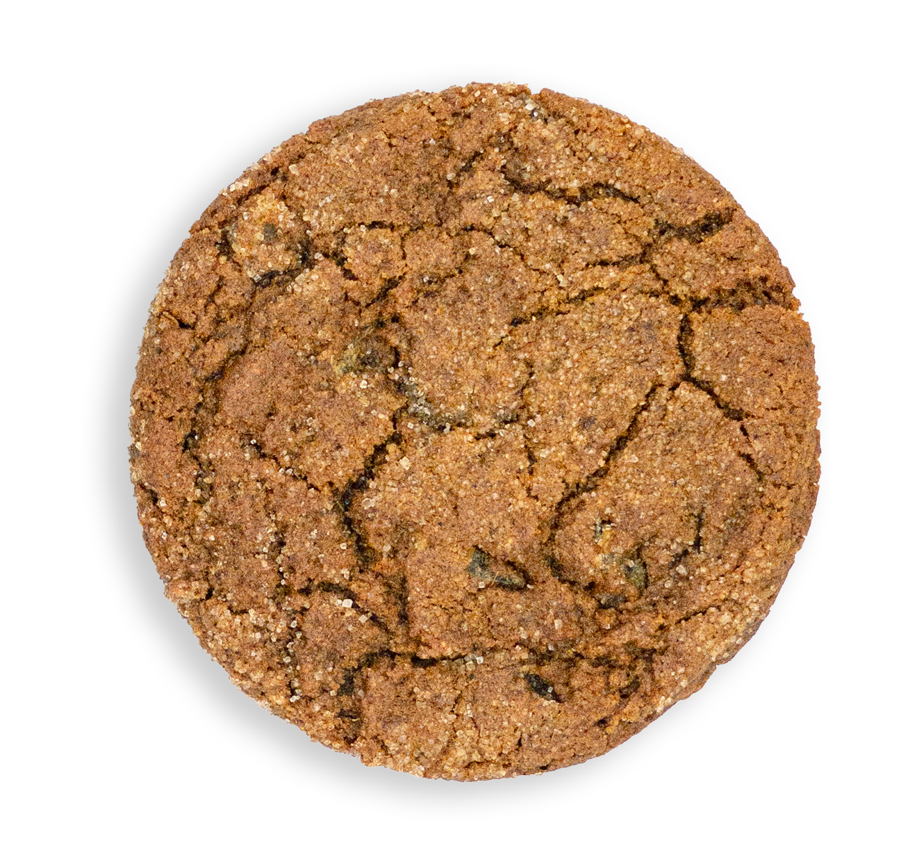 Ginger Top View KO dropshadow.png