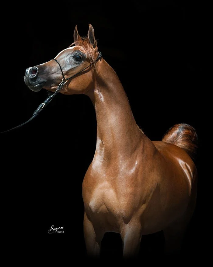 National Show Horse standing in profile