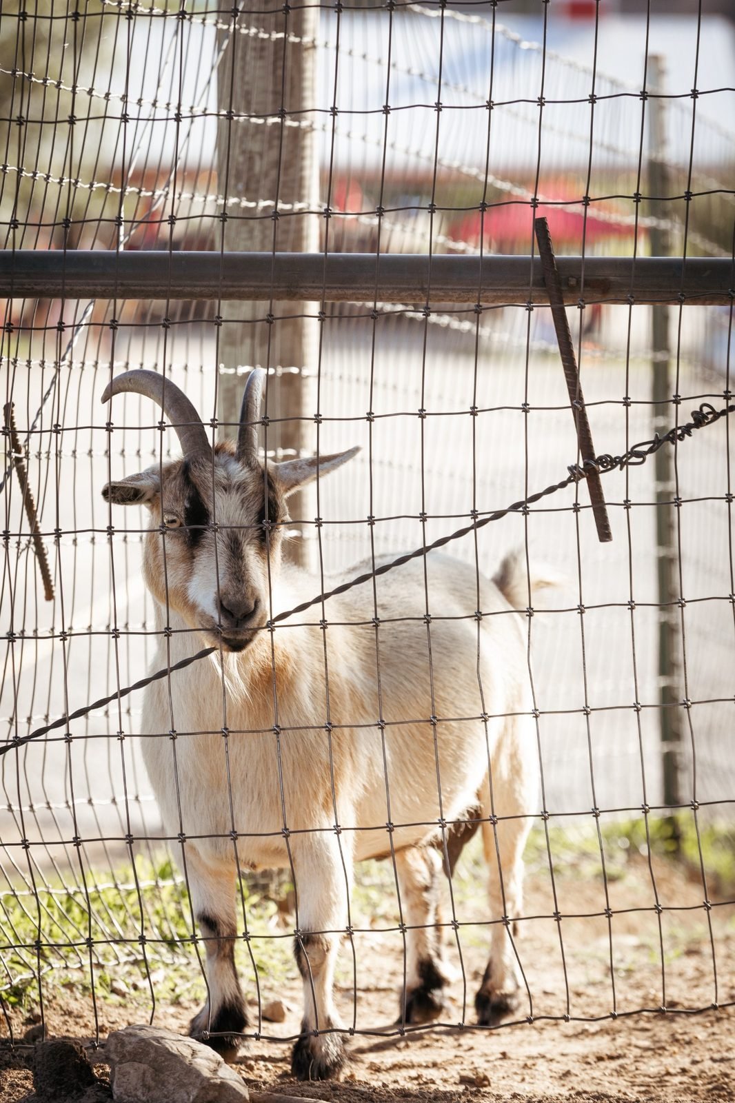 joy-meadows-second-saturday-june-2026-goat-at-fence.jpg