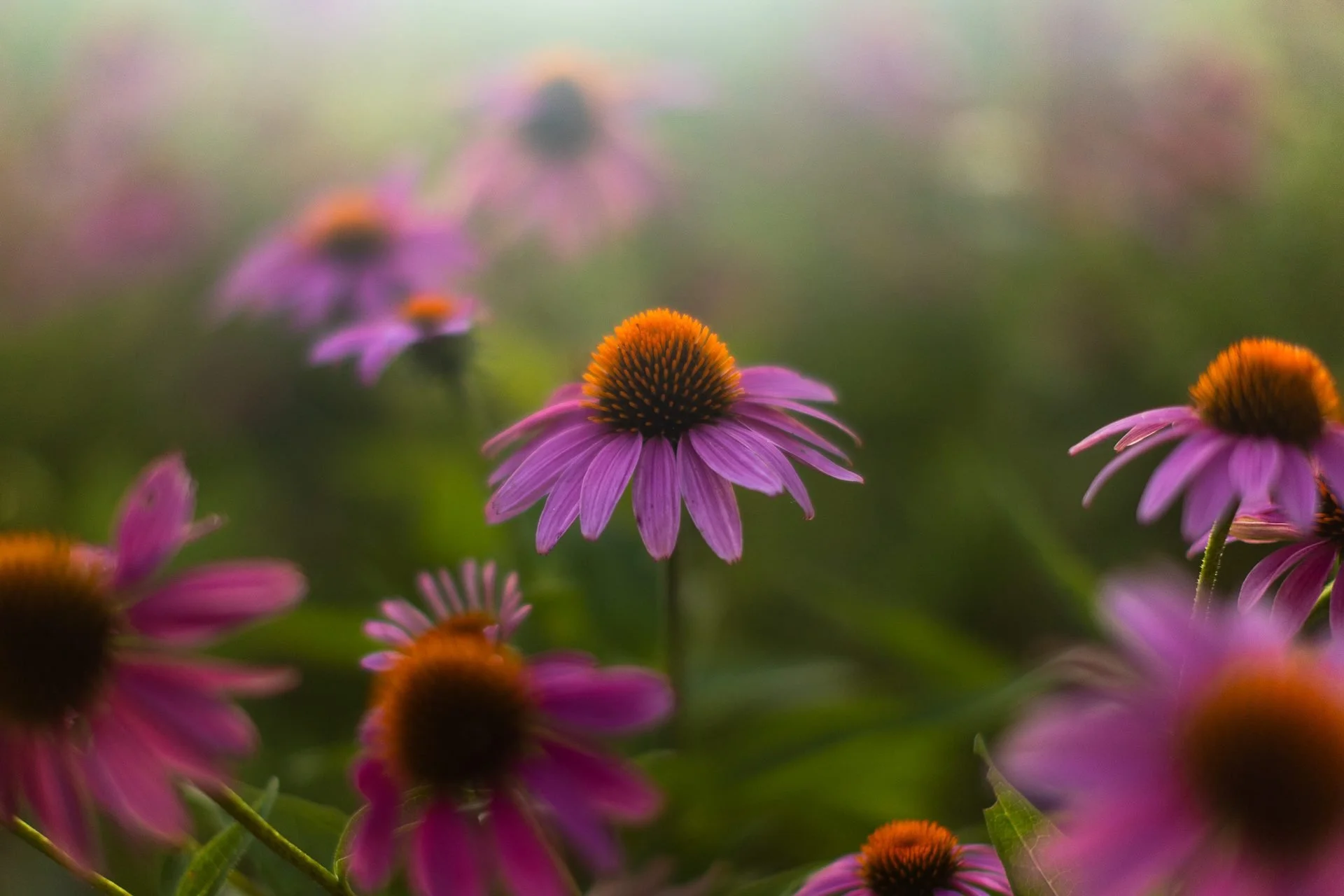 echinacea-coneflower-macro-garden-photography.jpg