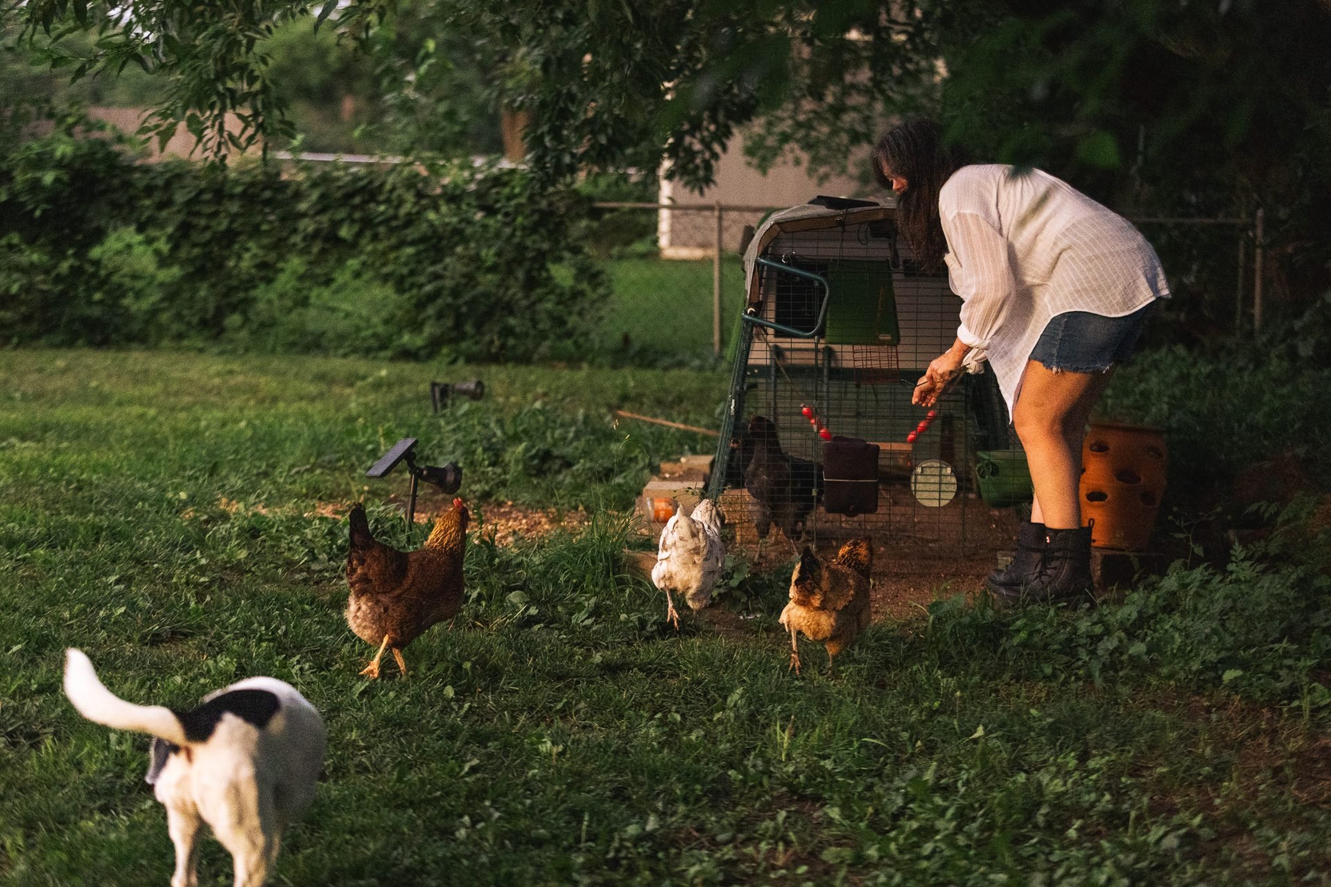 backyard-chickens-lifestyle-brand-photography-kansas-city.jpg