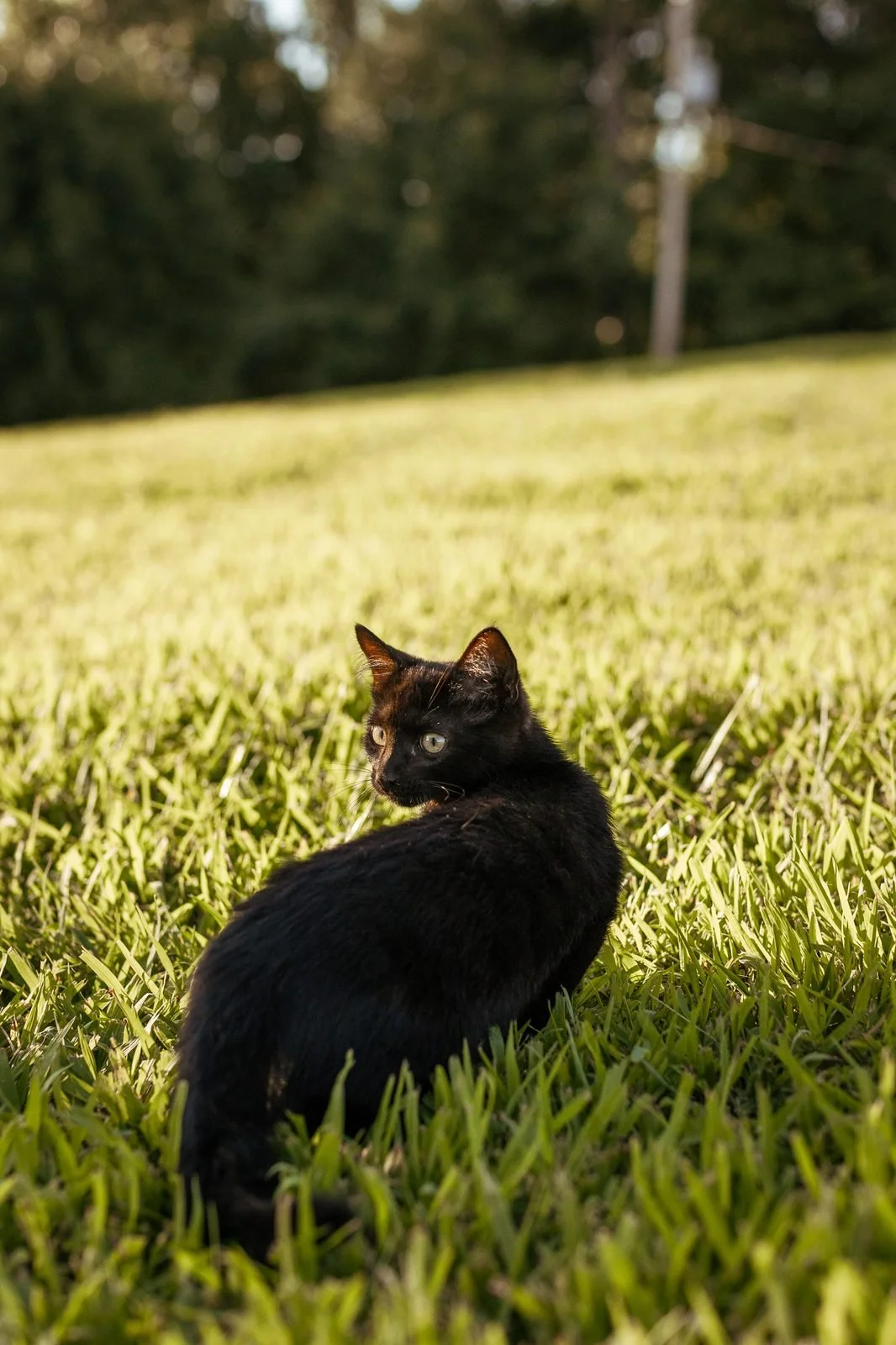joy-meadows-second-saturday-july-2026-black-kitten-in-grass.jpg