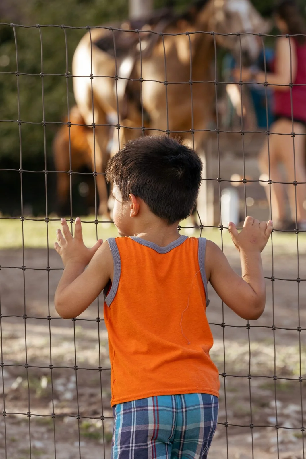 joy-meadows-second-saturday-july-2026-boy-watching-goats.jpg