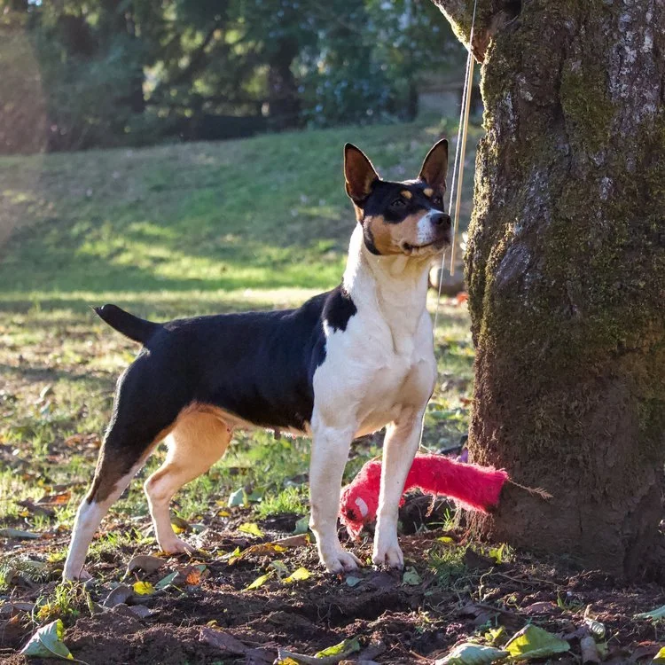 Decker Terrier Females — Above the Barr Terriers