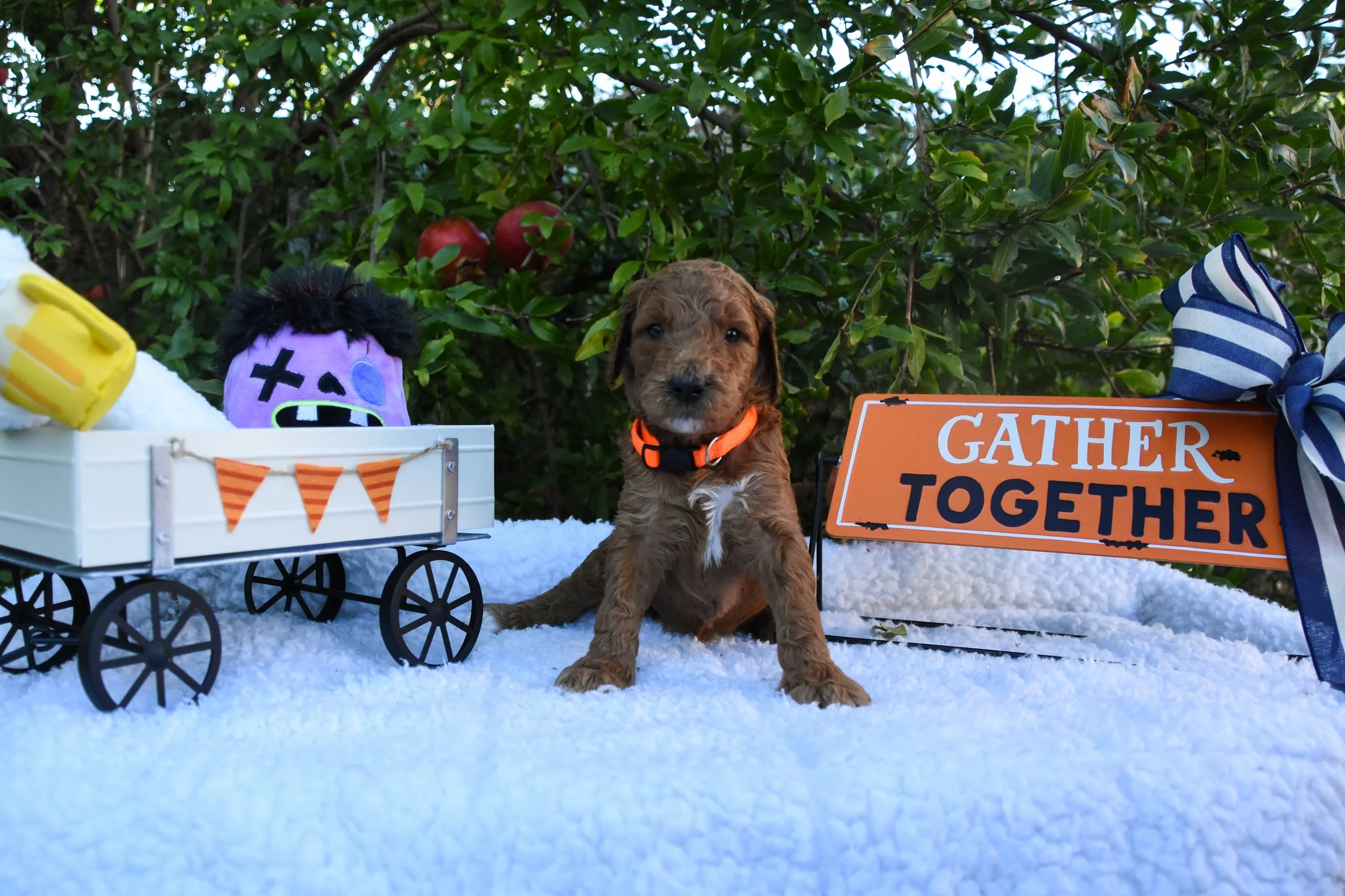 orange.jpg