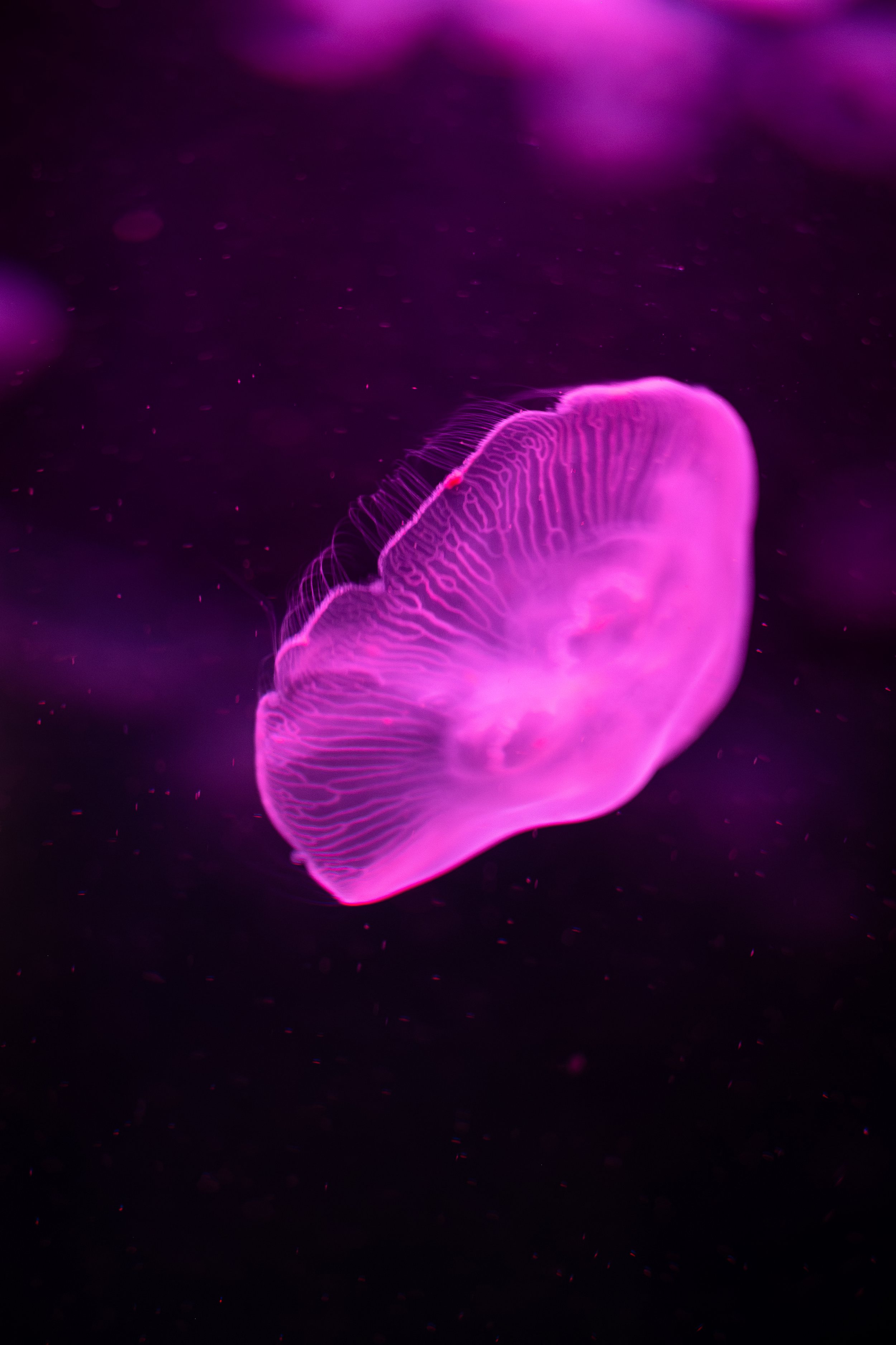DSCF4910.jpg