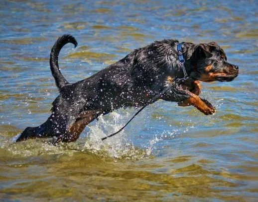 Fury — Shadowmaker Rottweilers