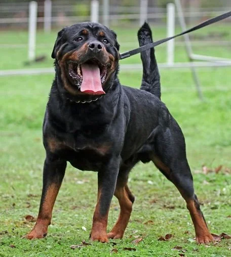 Fury — Shadowmaker Rottweilers