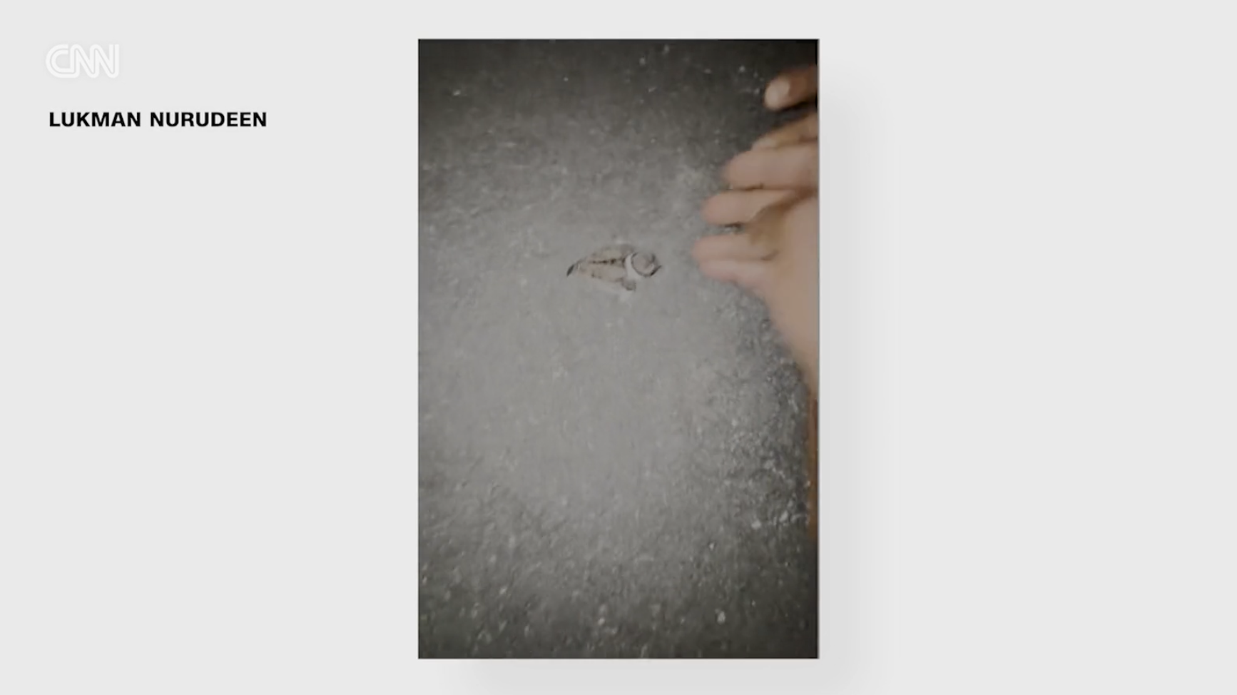 Two men reunite baby bird with its mother