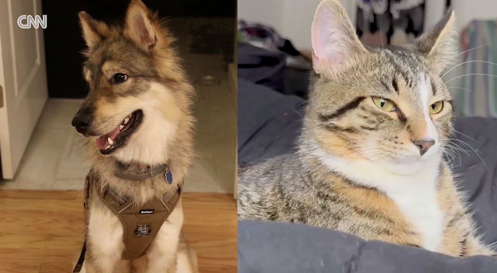 The ruff truth about your pet's impact on the planet