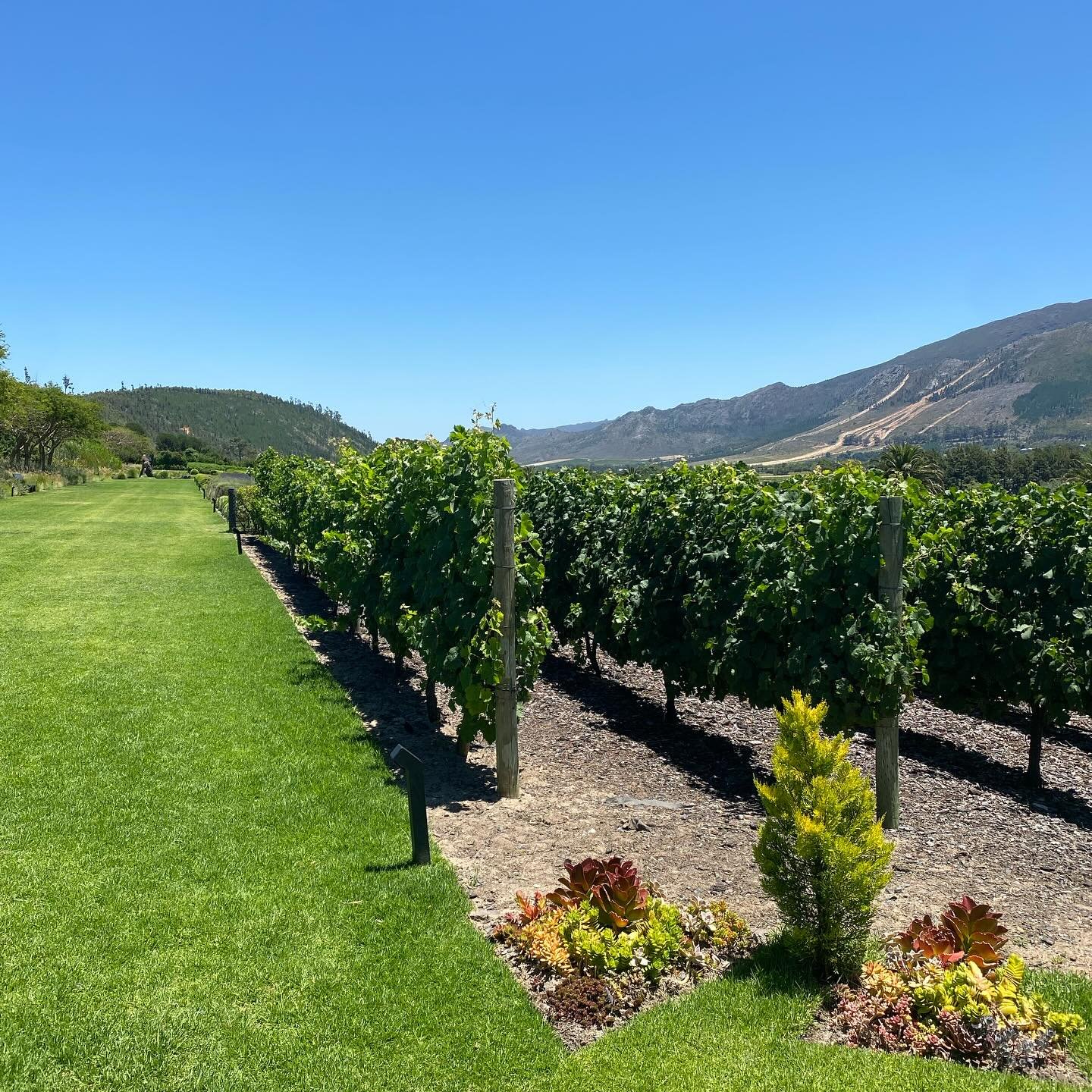 Amazing experience at @leeupassant consider to be one of the most famous wine producers in South Africa 🇿🇦, located in Franshhoek, a wonderful wine area 🍇 with many traditions to be discovered!
.
.
#wine #thevinspecialist #vino #winewine #winetime