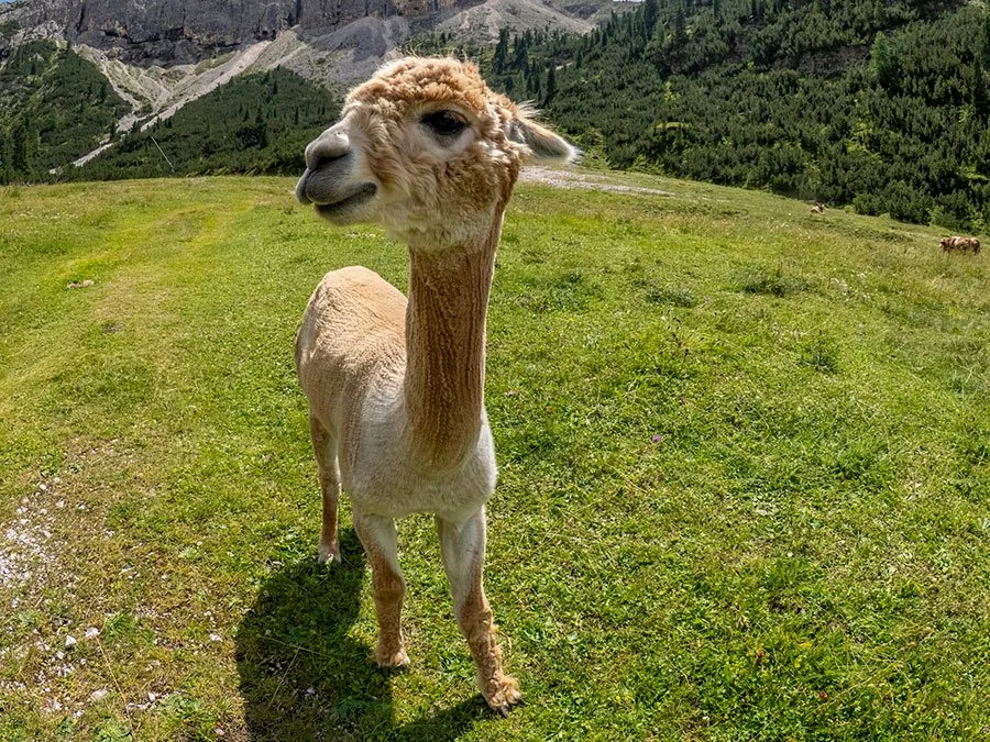 Brown alpaca portrait with green grass and mountain landscape background wine country