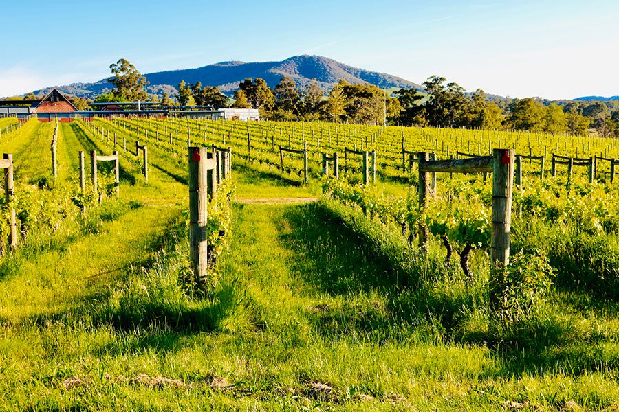 Yarra Valley Food and Wine: Your Gourmet Weekend Escape from Melbourne | GoGet Carshare
