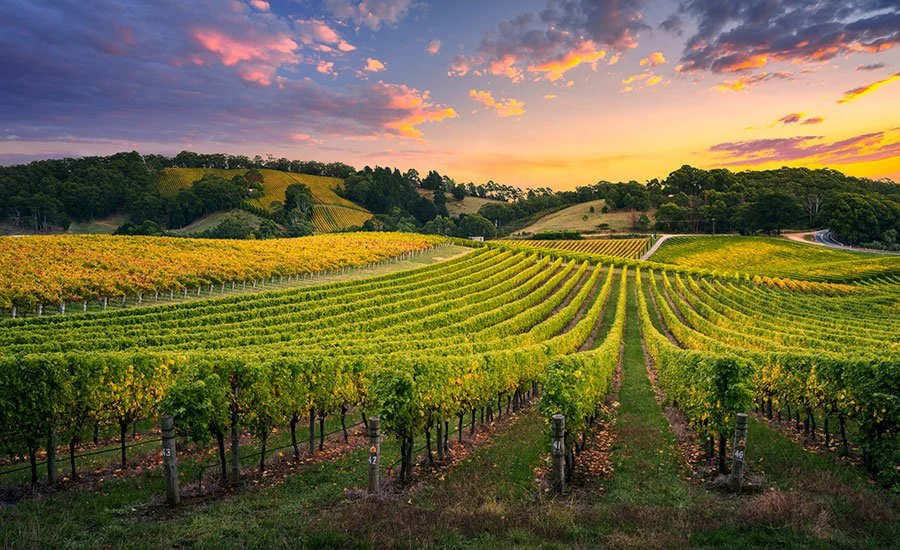 Best Food and Wine Experiences in Brisbane's Hinterland: Your Gold Coast Hinterland Escape