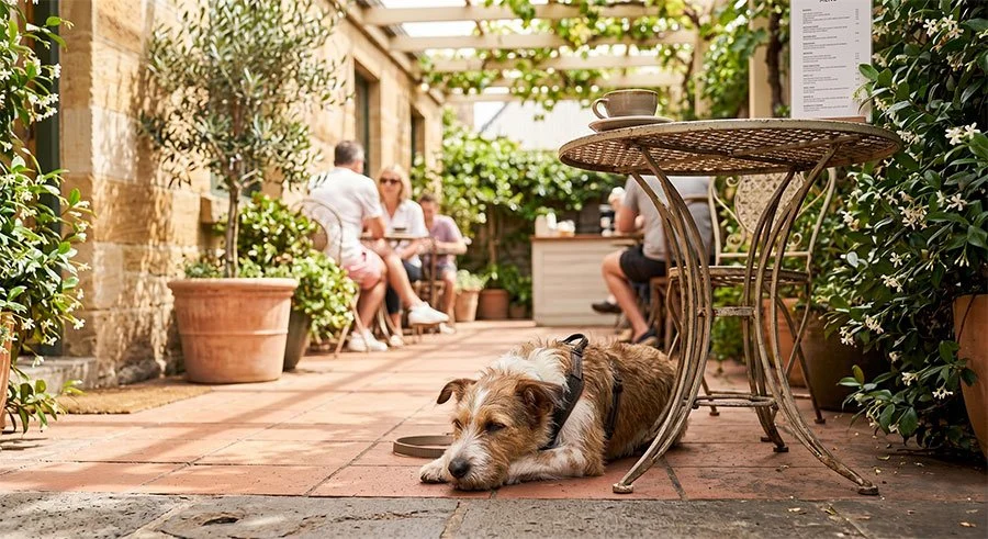 Best Dog-Friendly Cafes in Melbourne: A Cafe Lover’s Guide with Your Dog by Your Side