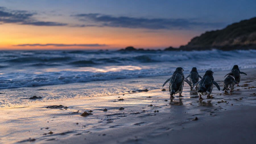 Victoria Wildlife Sanctuaries Near Melbourne: 7 Wild Escapes Worth the Drive