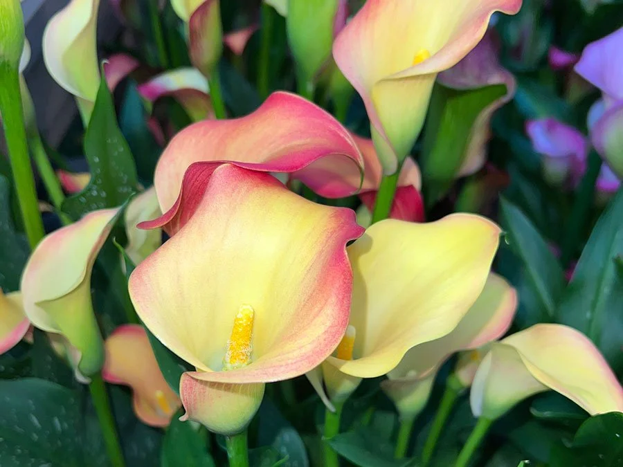 Close-up of a vibrant tropical flower with bold colours, capturing the playful plant-shop energy seen across Sydney’s boutique nurseries.