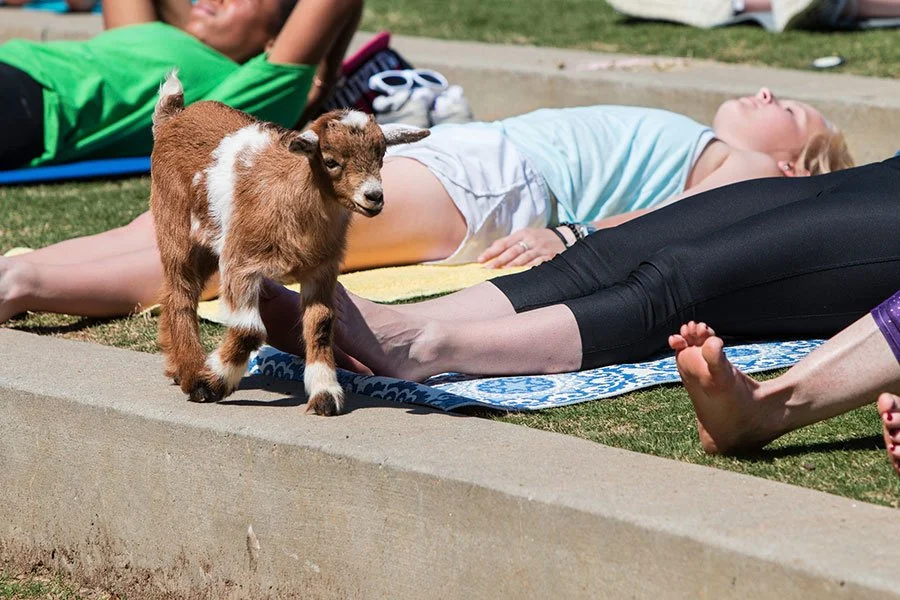 Baby goat standing on a yoga mat next to a woman lying down during an outdoor goat yoga class
