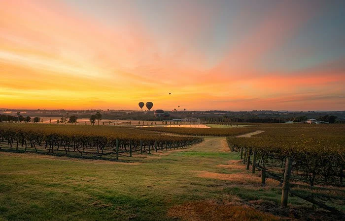 Colourful hot air balloons rising over rolling vineyard rows at sunrise, with golden morning light spilling across a NSW wine region landscape