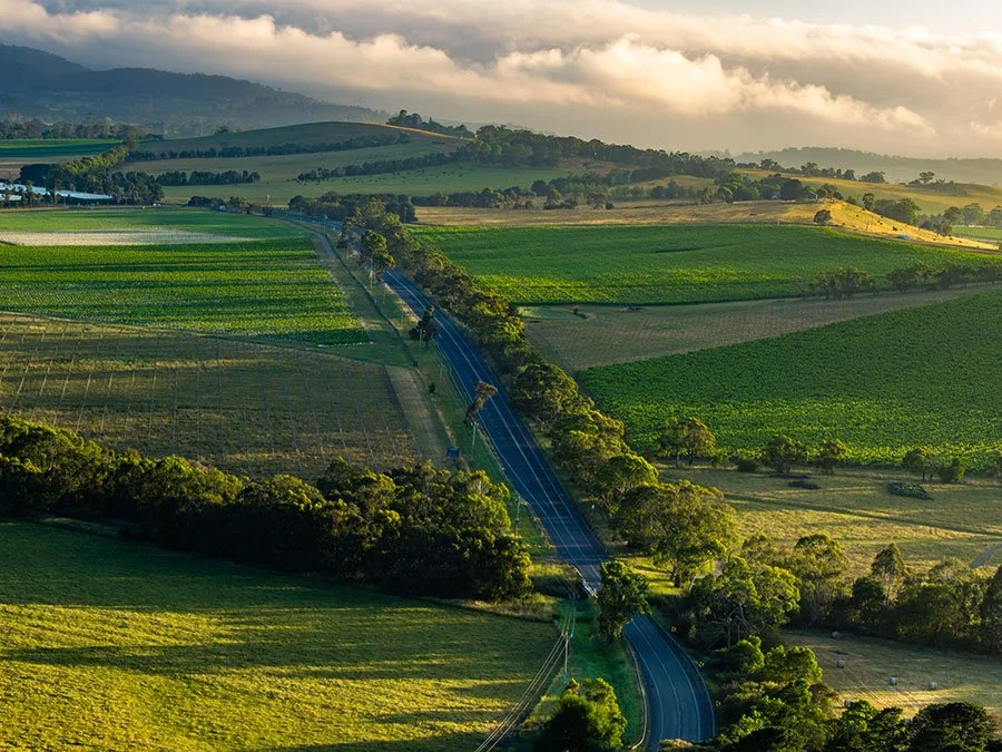 Winding country road curving through green vineyard rows with rolling hills in background