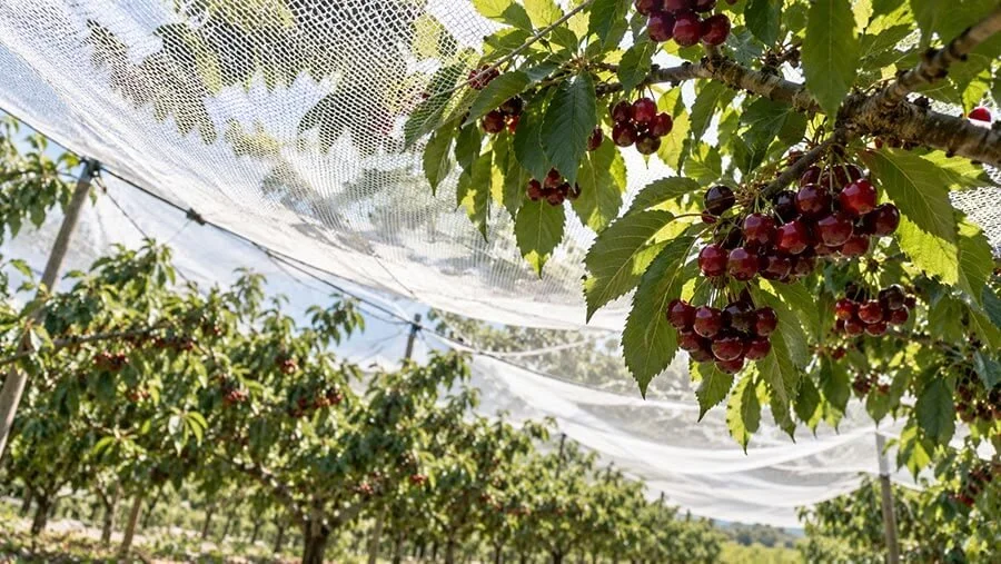 Clusters of dark red cherries hanging from a leafy branch beneath white protective orchard netting, with rows of netted cherry trees receding into the distance.