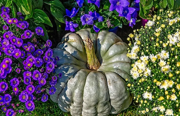 Fresh pumpkin growing in a rustic garden patch surrounded by green leaves and vines, ready for autumn harvest season