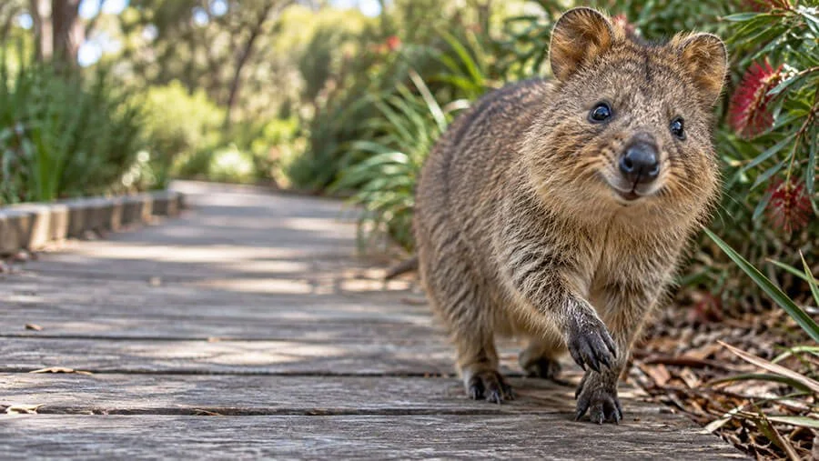 A quokka walking directly toward the camera along a weathered timber boardwalk, one front paw raised mid-step, with native grasses and red bottlebrush flowers alongside.