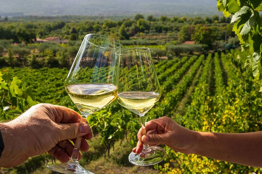 Two hands toasting white wine glasses over vineyard rows with mountain landscape background
