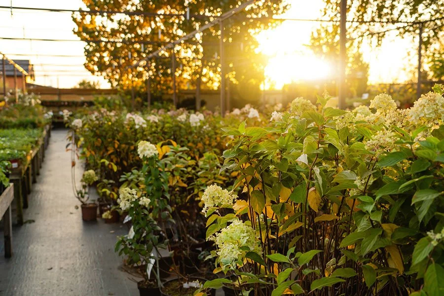 Sunlit potted plants glowing at sunset in an outdoor nursery, reflecting the calm, leafy atmosphere of Melbourne garden centres.