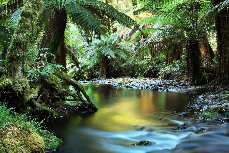 Rainforest creek flowing over mossy rocks surrounded by towering tree ferns and ancient gums in Victoria