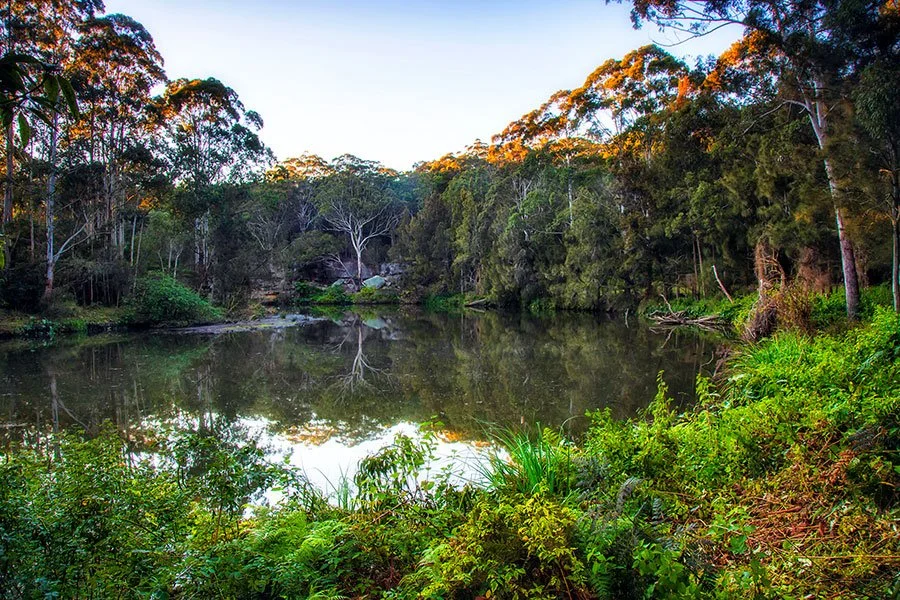 Shaded bushwalking trail through dense green forest near Sydney, lined with ferns and native trees