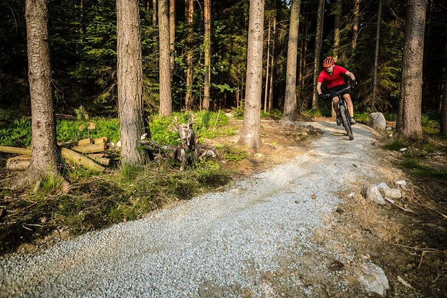Cyclist riding a dirt trail through tall forest trees in Australia